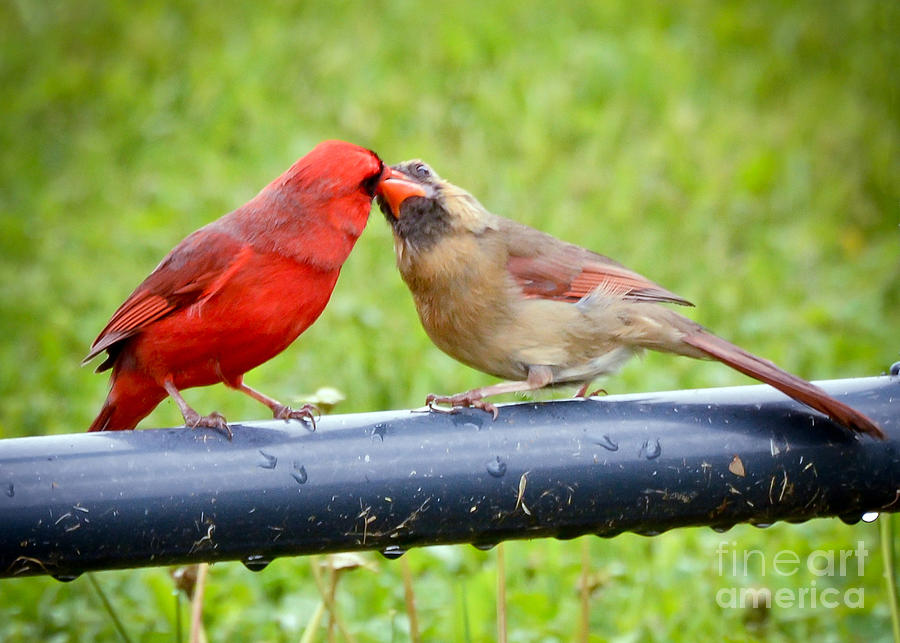 Sweet Cardinal Couple Photograph by Kerri Farley