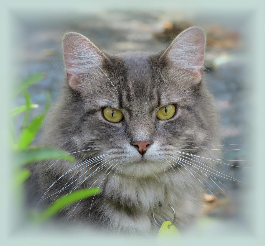 Sweet Charlie - Cat Photograph by MTBobbins Photography