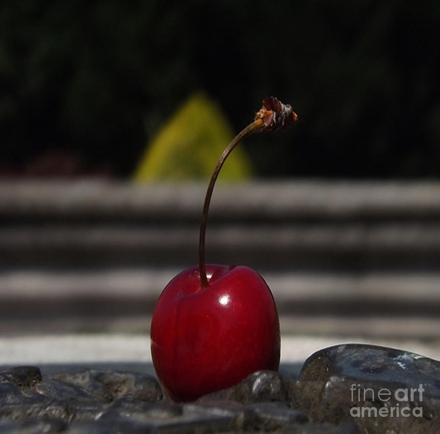 Sweet Cherry Baby Photograph by Denise Morgan
