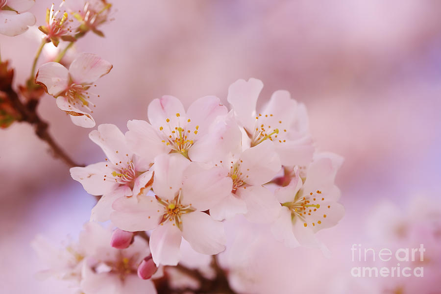 Sweet Cherry Blossoms Photograph