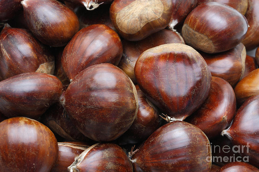 Sweet chestnuts Photograph by Gaspar Avila