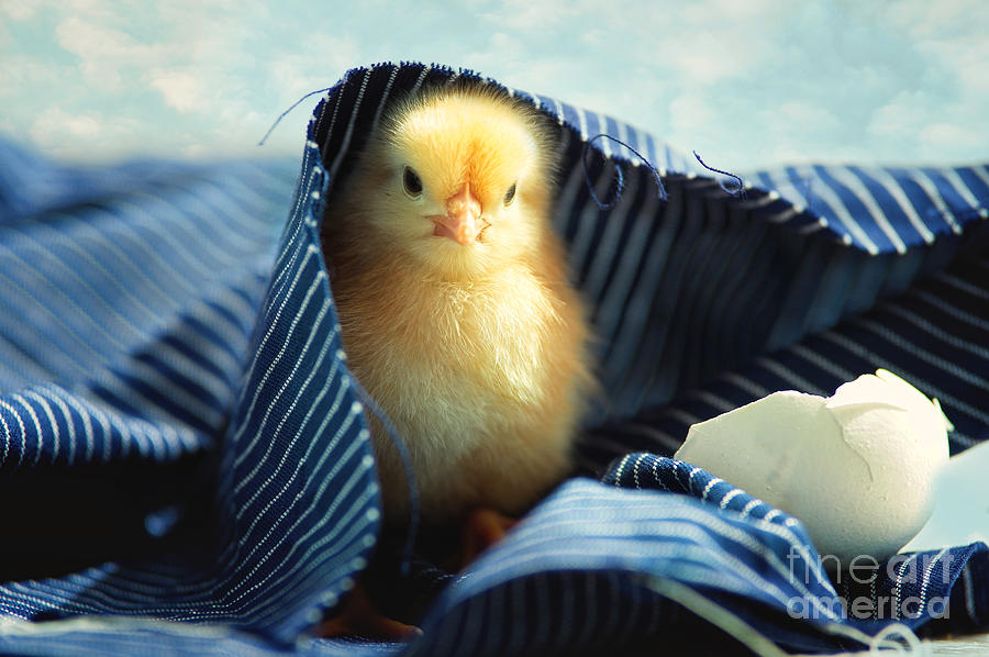 Sweet Chick Photograph