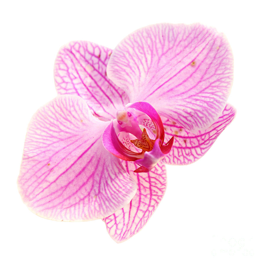 Nature Photograph - Sweet Color Pink Orchid Isolate by Keattikorn Samarnggoon