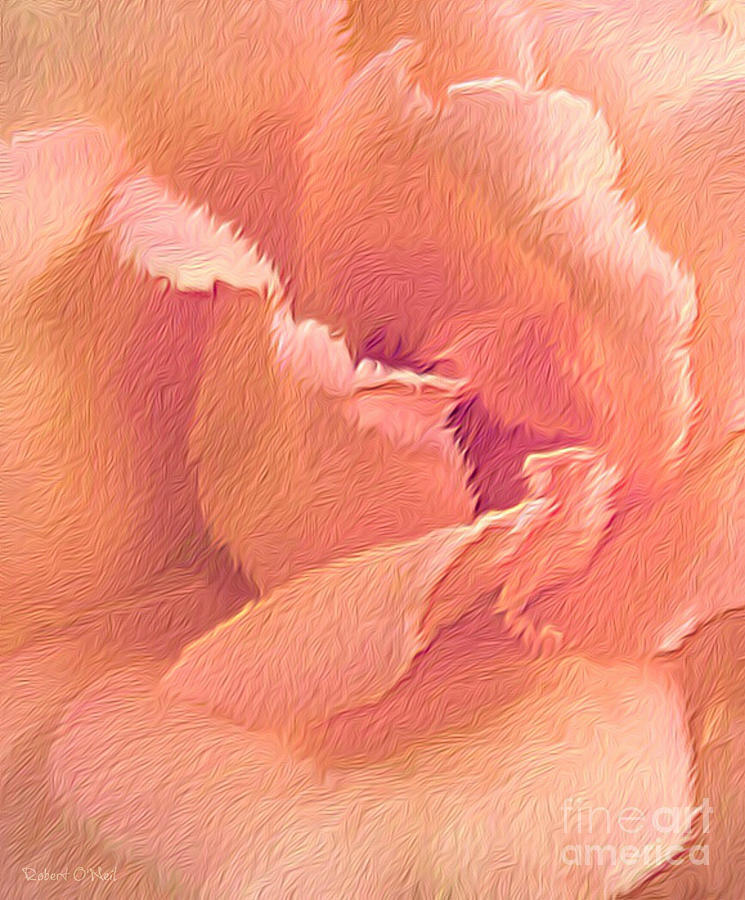 Sweet Coral Rose Photograph by Robert ONeil