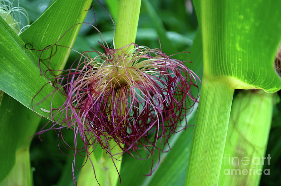 Sweet Corn Plant Photograph by Michelle Meenawong