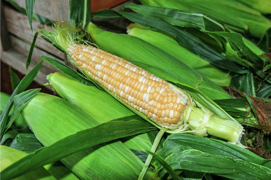 Sweet Corn Photograph by Todd Klassy