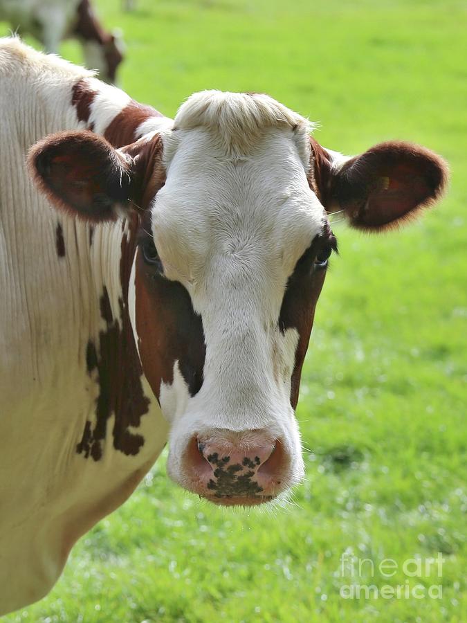 Sweet Cow Face 2 Photograph by Carol Groenen