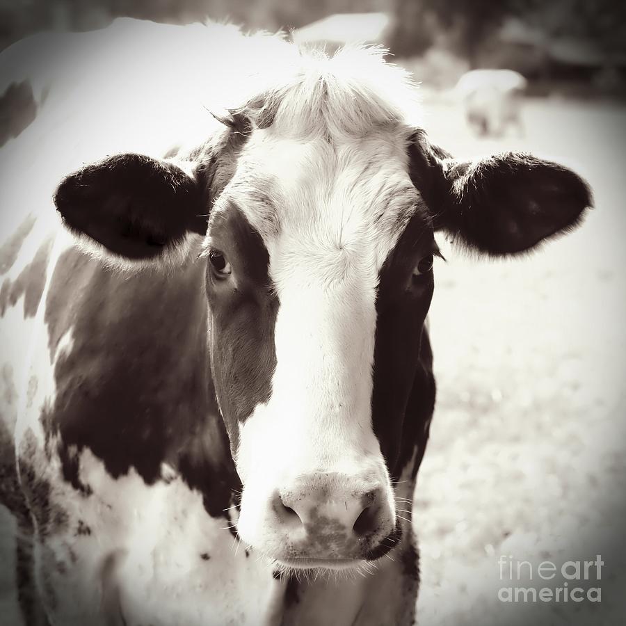 Cow Photograph - Sweet Cow Face by Carol Groenen