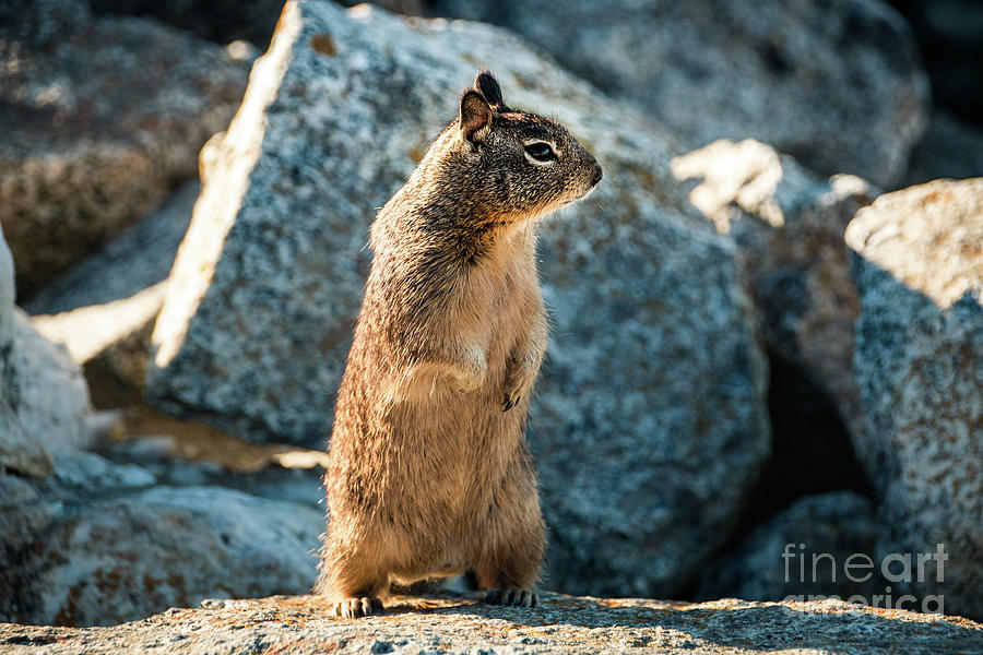 Sweet Curious California Ground Squirrel Standing Upright, Anima Photograph by Amanda Mohler