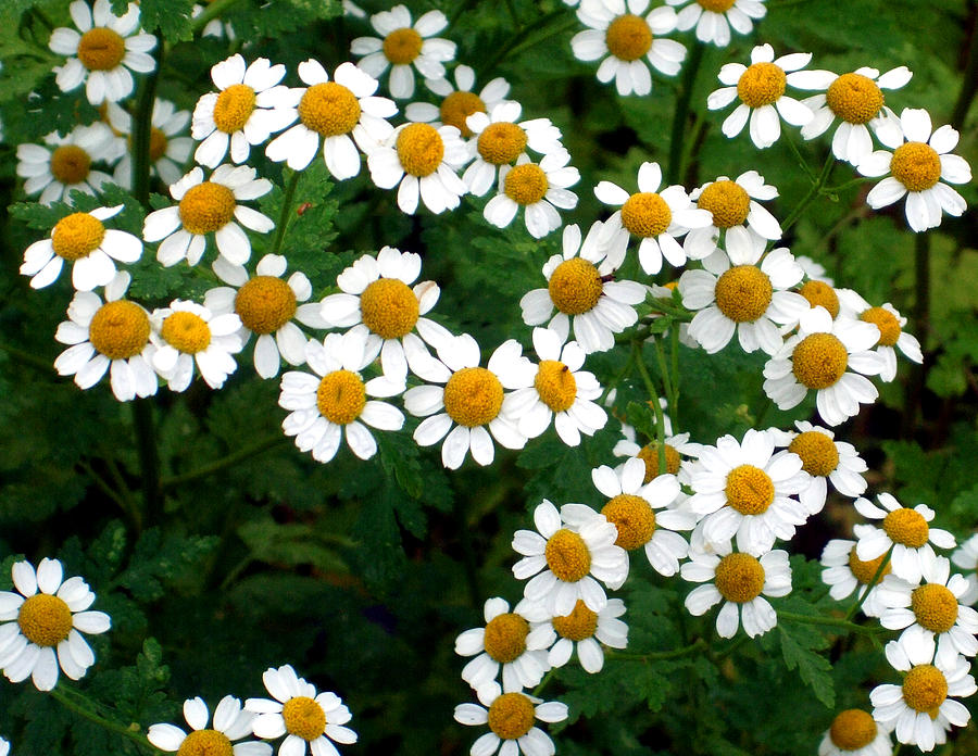 Sweet Daisy Wildflowers Photograph by Mindy Newman