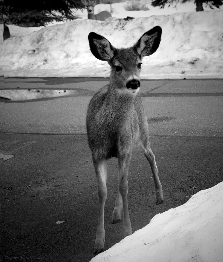 Sweet Deer Of Sisters Oregon B and W Photograph by Joyce Dickens