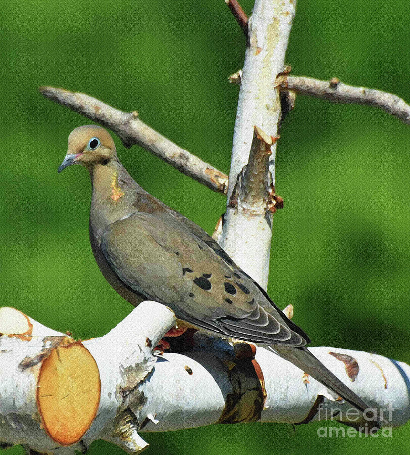 Sweet Dove Painting by Diane E Berry