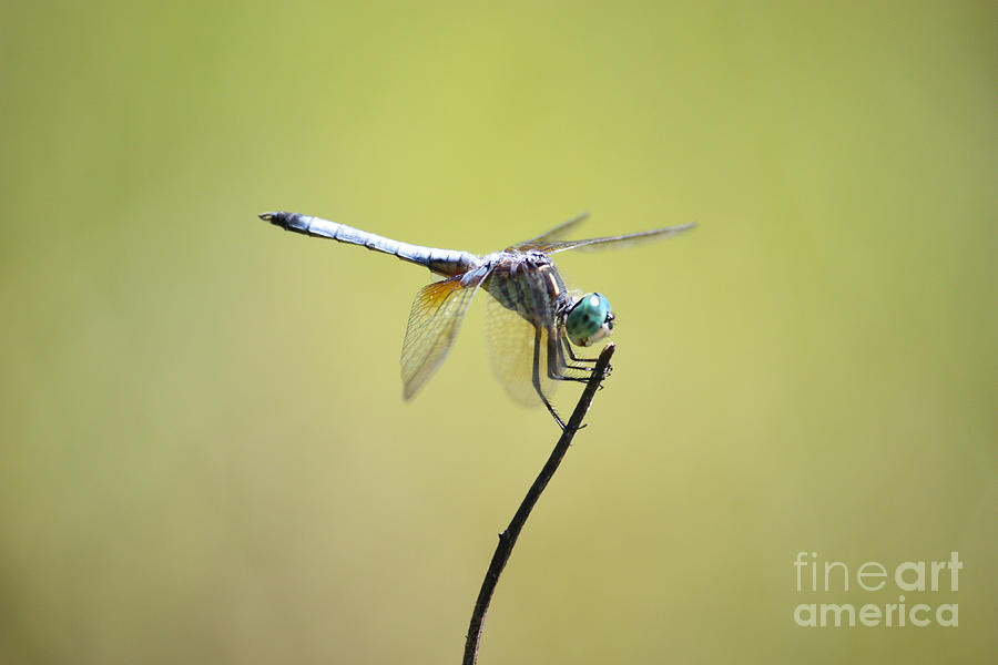 Sweet Dragonfly in Green Photograph by Carol Groenen