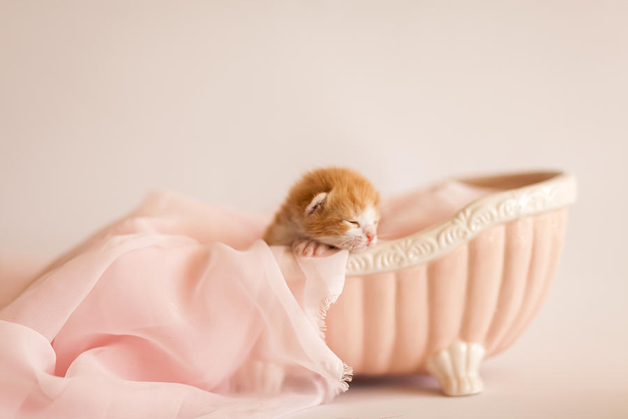 Cat Photograph - Sweet Dreams by Andrea Borden
