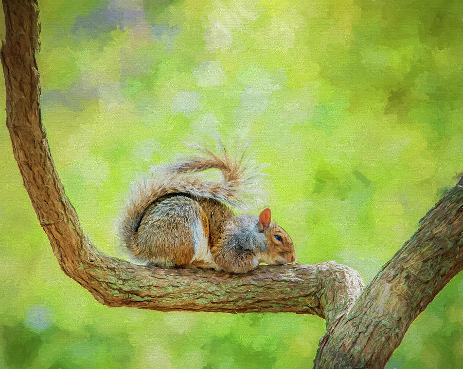 Sweet Dreams Photograph by Cathy Kovarik Sweet Dreams Photograph by Cathy Kovarik
