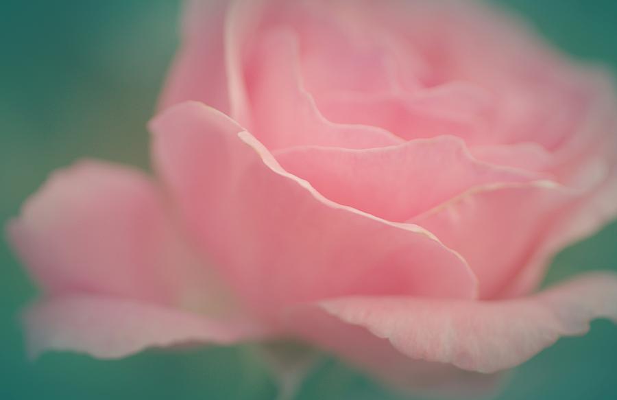 Sweet Dreamy Rose Photograph by The Art Of Marilyn Ridoutt-Greene