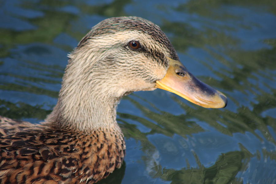 Sweet Duck Photograph by Roxanne Basford - Fine Art America