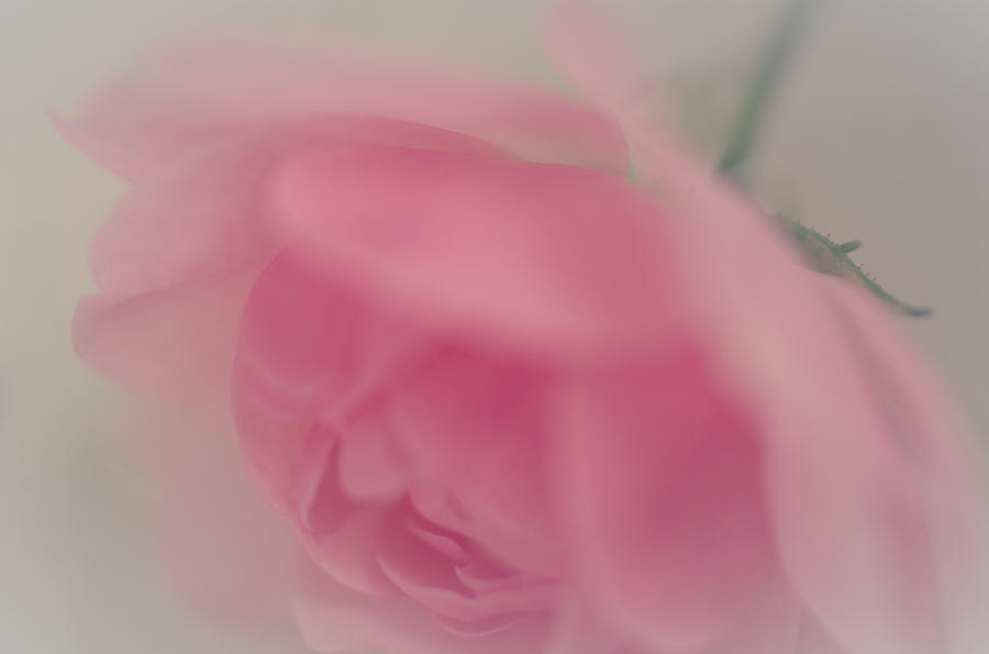 Sweet Elegant Rose Photograph by The Art Of Marilyn Ridoutt-Greene