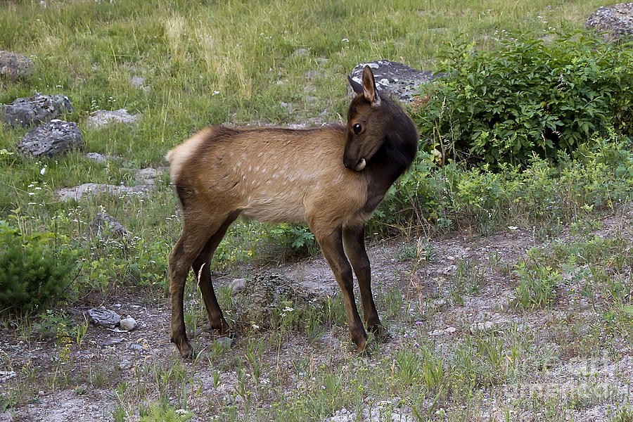Yellowstone National Park Photograph - Sweet Elk Calf by Teresa Zieba