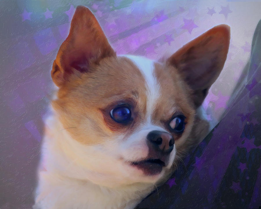 Sweet Face Chihuahua Digital Art by Posey Clements