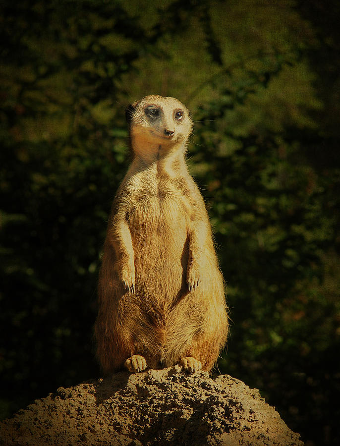 Sweet Faced Meerkat Photograph by Carla Parris