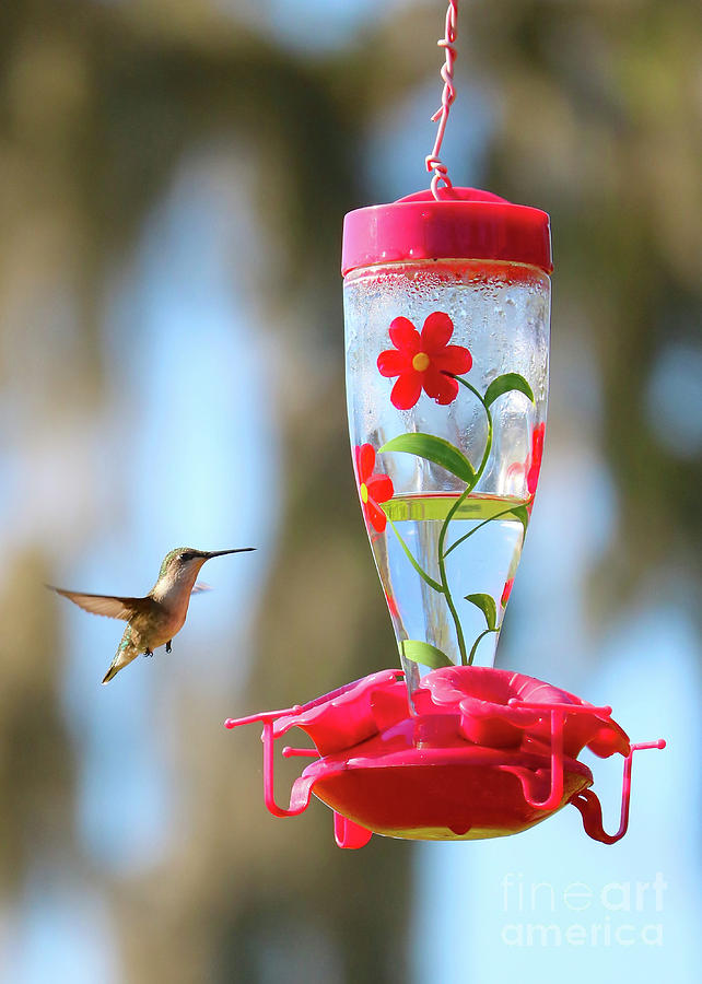 Sweet Florida Hummingbird Photograph by Carol Groenen