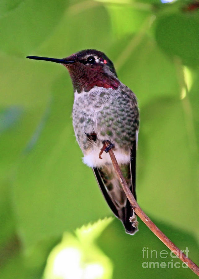 Sweet Fluffy Hummingbird Feathers Photograph