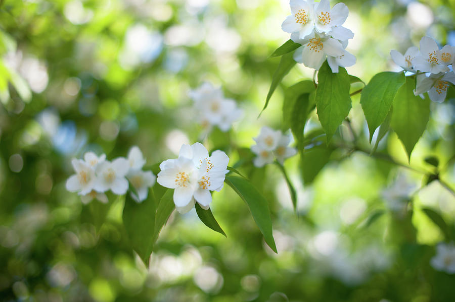 Sweet Fragrance of Spring Photograph by Jenny Rainbow