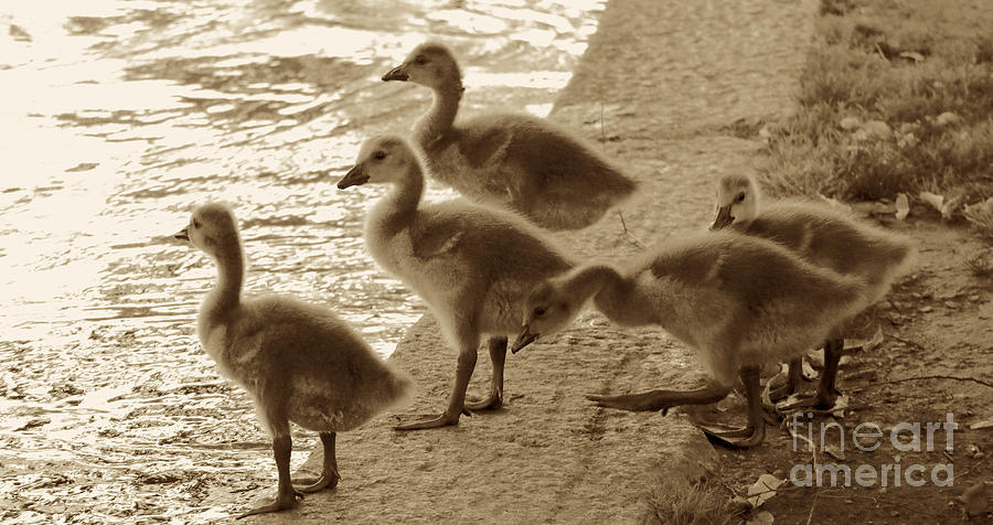 Sweet Goslings in Sepia Photograph by Beth Myer Photography