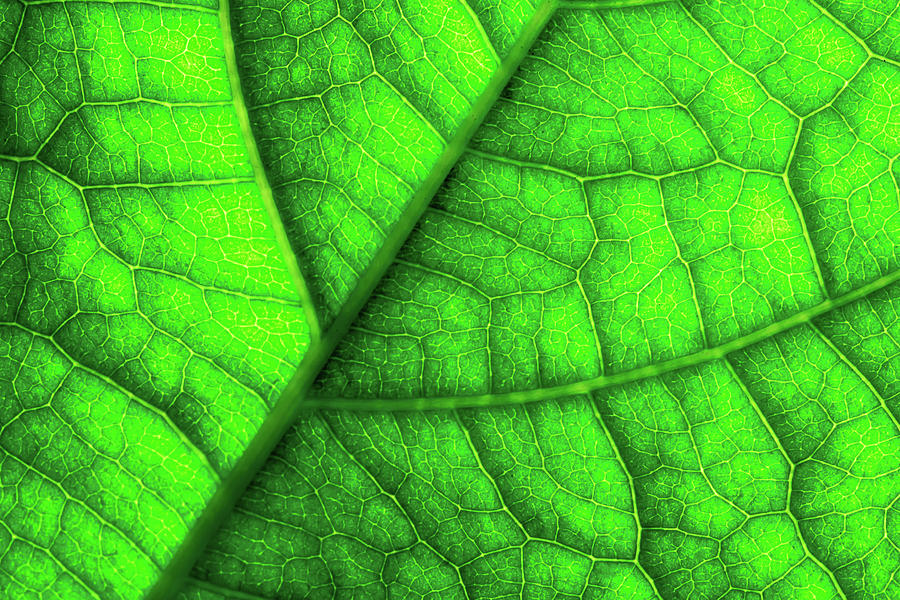 Sweet Green Leaf Photograph by John Williams