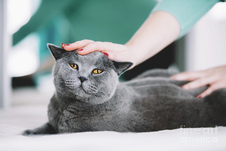 Sweet grey cat laying on the bed Photograph by Michal Bednarek