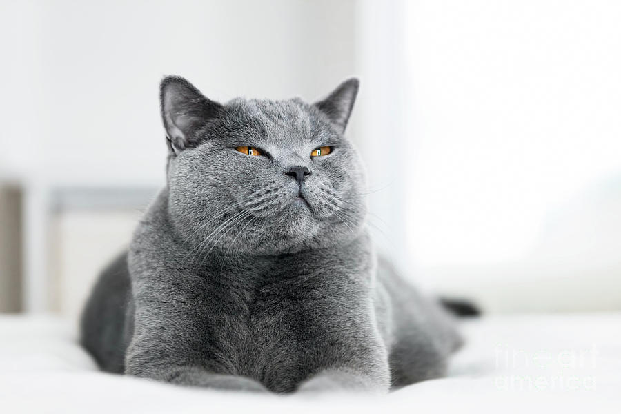 Sweet grey cat laying with eyes closed Photograph by Michal Bednarek