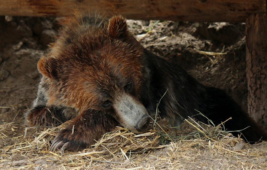 Sweet Grizzly  Photograph by Christy Pooschke