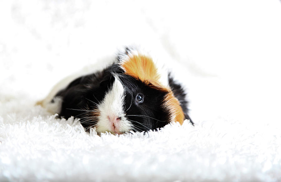 Sweet 2025 guinea pig