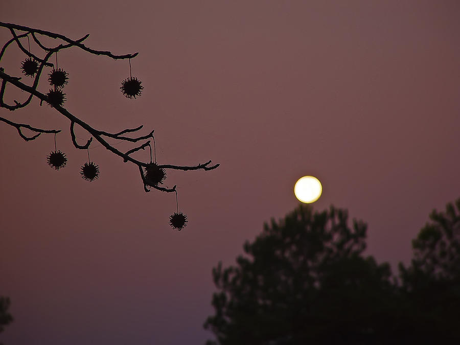 Sweet Gum Balls at Night Photograph by Michael Whitaker