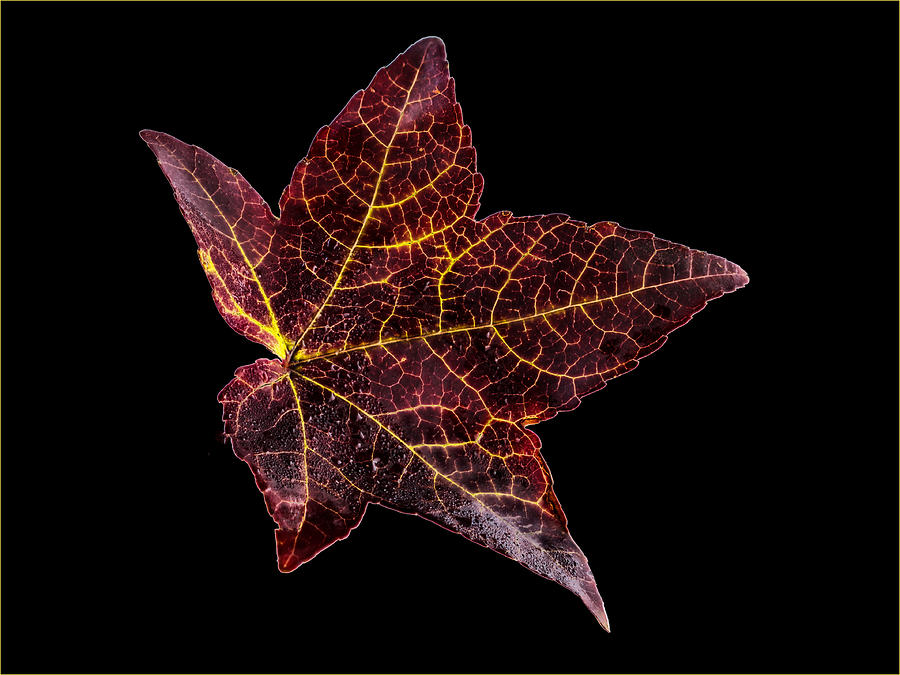 Fall Photograph - Sweet Gum Leaf on Black by Jean Noren by Jean Noren
