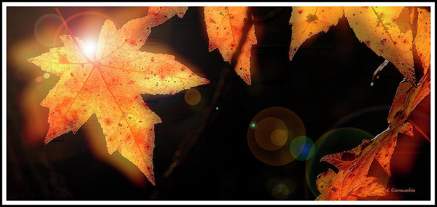 Sweet Gum Leaves, Autumn Photograph by A Macarthur Gurmankin