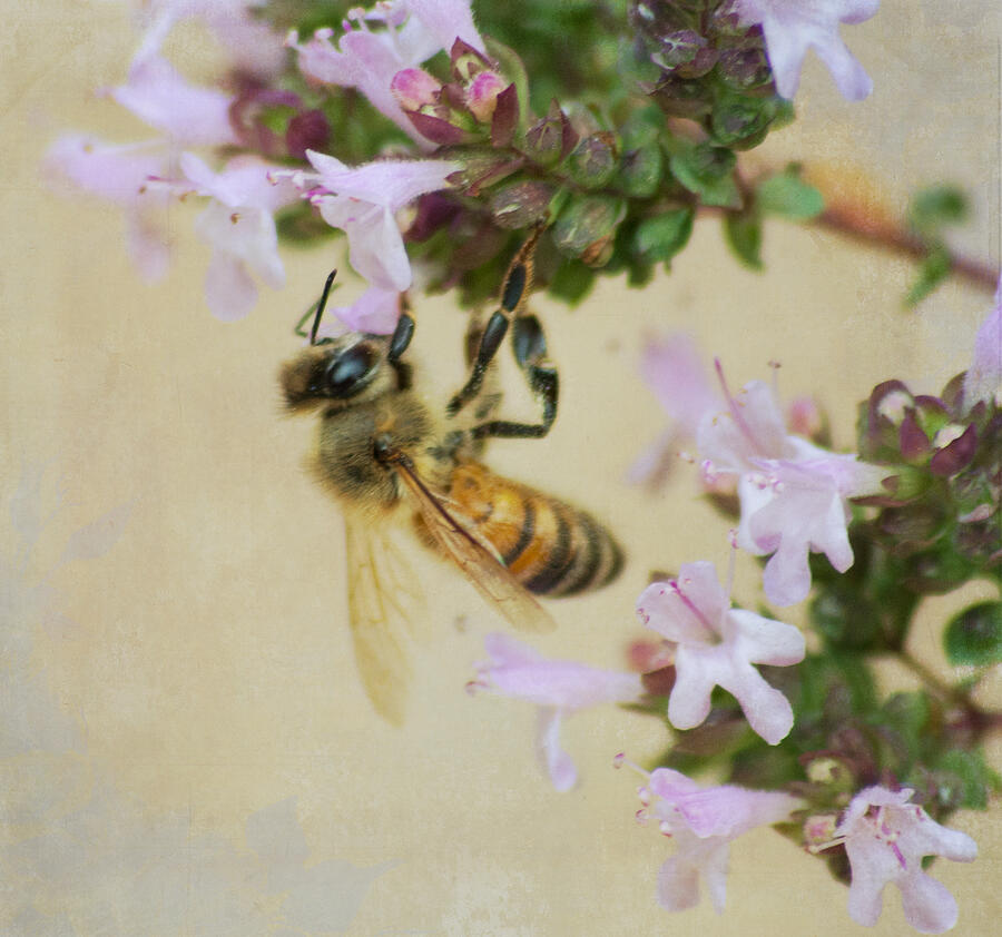 Sweet Honeybee Photograph by Marilyn Wilson