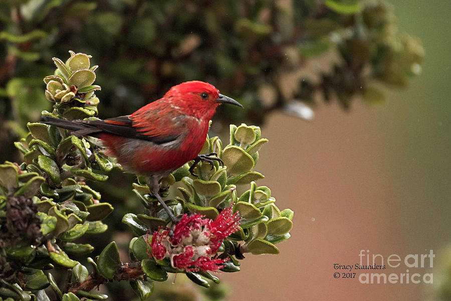 Sweet Honeycreeper Photograph by Tracy Saunders