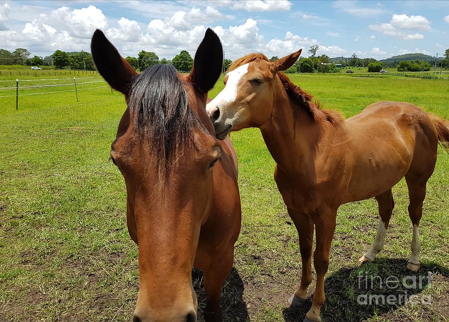 Sweet Horses by Cassy Allsworth Sweet Horses by Cassy Allsworth