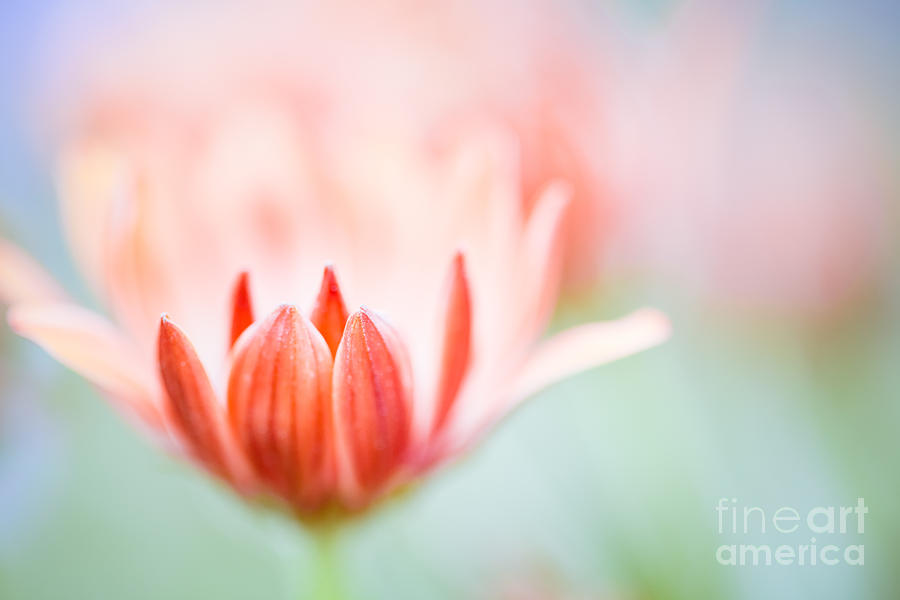 Flower Photograph - Sweet Impressions by Lisa McStamp