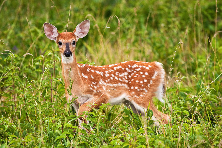 Sweet Innocence Photograph by James Marvin Phelps - Fine Art America