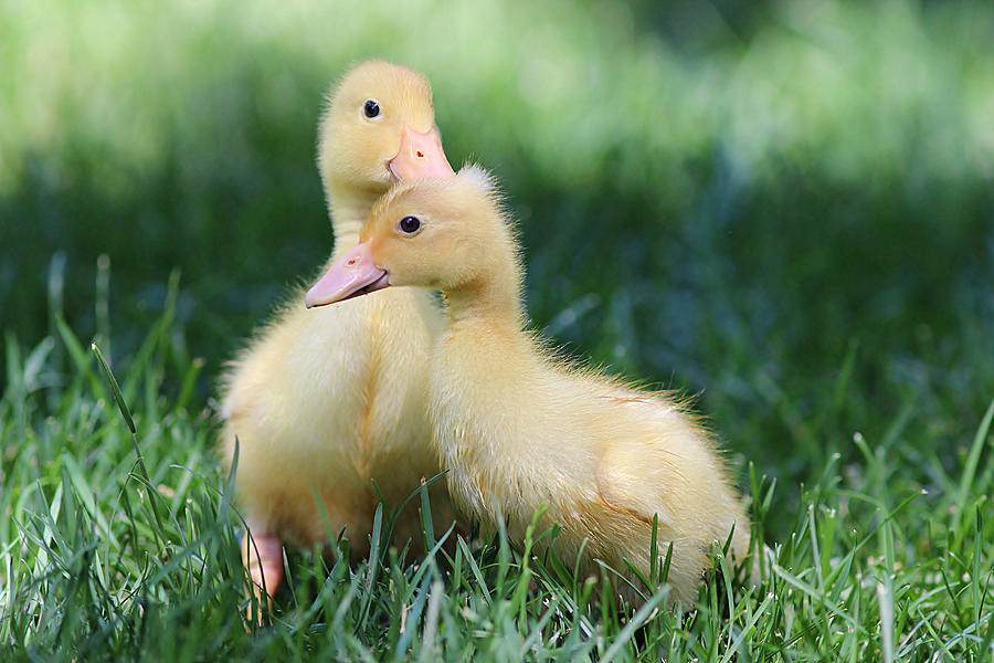 Sweet Innocence - Pekin Ducklings Photograph by Linda Crockett - Fine ...