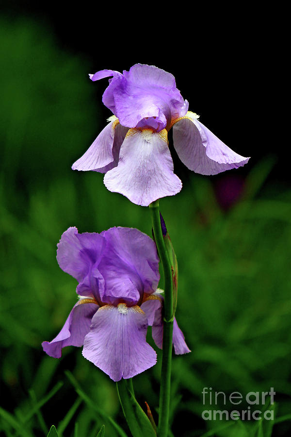 Iris Photograph - Sweet Iris by Marle Nopardi