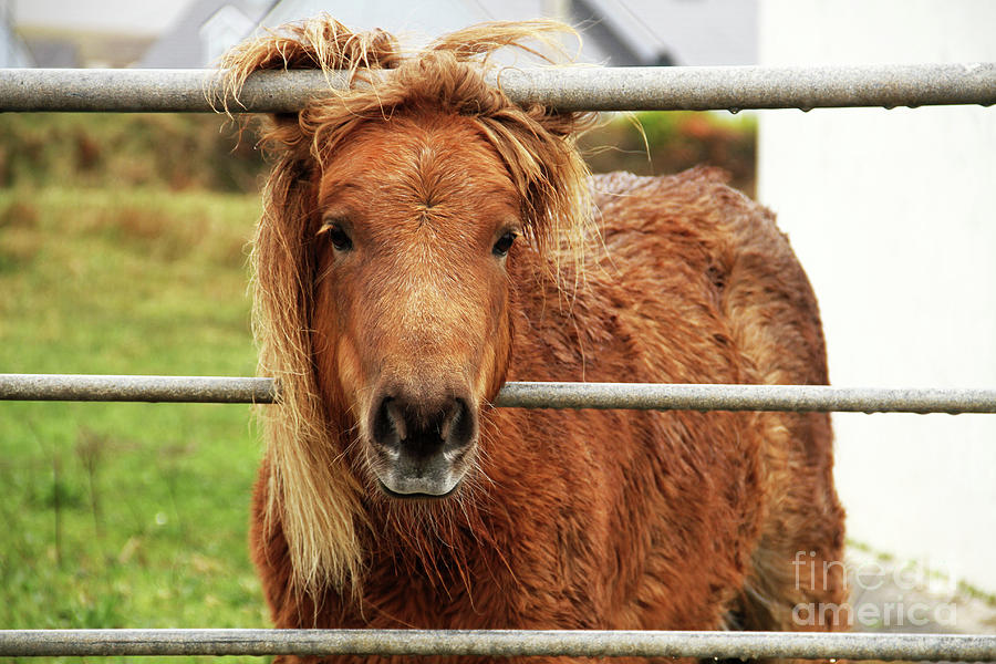 Sweet Irish Pony Photograph by Jennie MacDonald Sweet Irish Pony Photograph by Jennie MacDonald