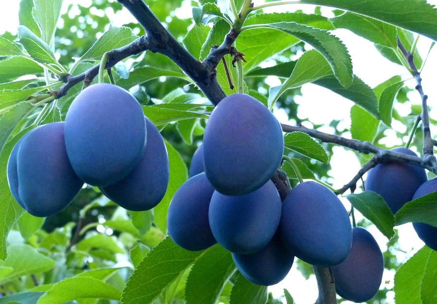 Sweet Italian Plums Photograph by Will Borden