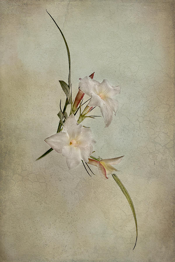 Sweet Jasmine Photograph by Michelle Whitmore - Fine Art America