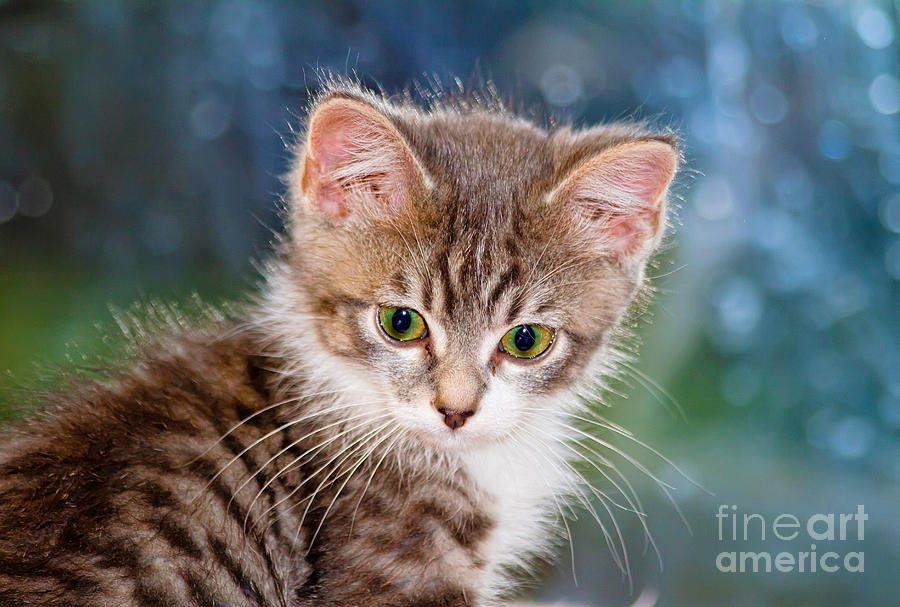 Animal Photograph - Sweet Kitten by Teresa Zieba
