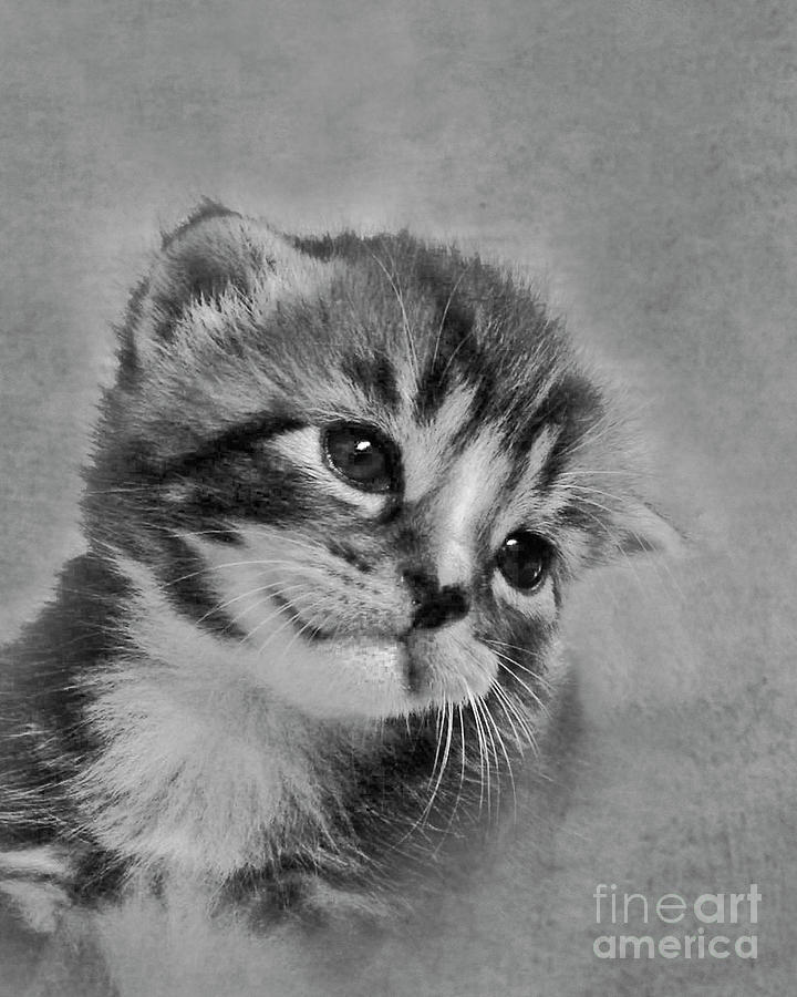 Sweet Kitten Photograph by Terri Waters