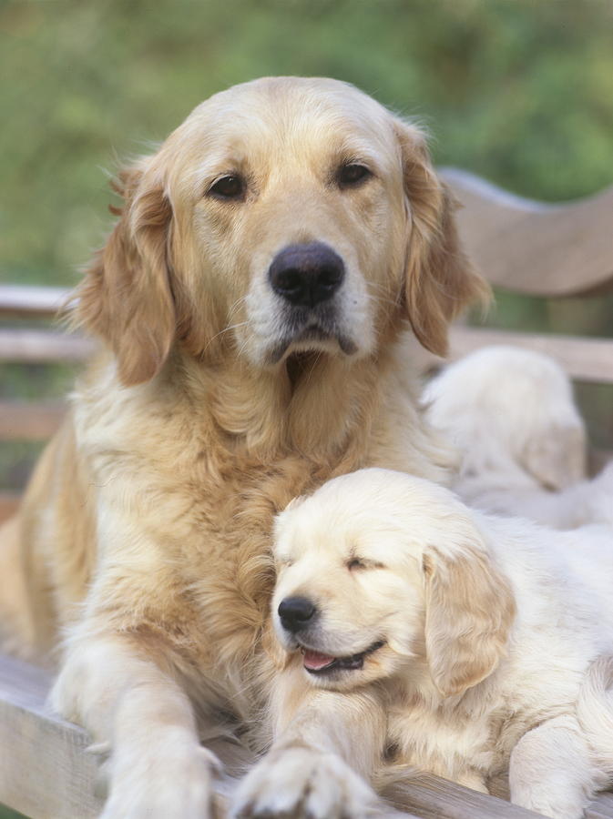 sweet labrador